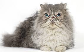 New Study Finds Fashion For Breeding Grumpy Cats Fuelling Rise In Feline Fights