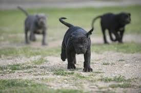 Again, with trends in cosmetic surgeries for dogs changing, many corsos now have full tails, which should be carried erect, but never curled over the back. Dogs Cane Corso In Lisbon Cane Corso Barcelona