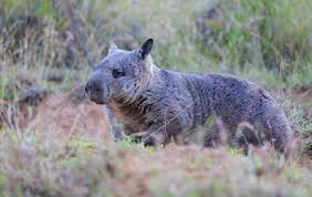 Image result for Northern hairy-nosed wombat