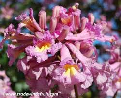 Pin On Tropical Subtropical Plant Palette