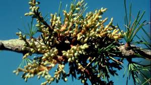 Image result for Viscaceae