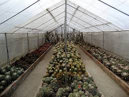 Pine view nursery in chicago, reviews by real people. North East Sweet Memory Of Kanchendzonga 8n 9d Beleast Travels Pvt Ltd