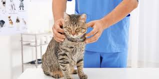 See more of all for pets veterinary clinic on facebook. 5 Qualities Of Good Veterinarian Jacksonville Cabot Veterinary Clinic