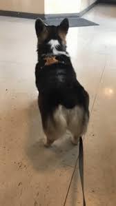 Wag Tail Gifs Tenor Find funny gifs, cute gifs, reaction gifs and more. wag tail gifs tenor