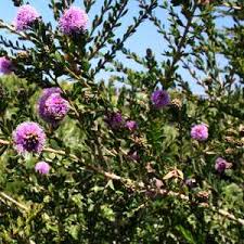 Image result for Melaleuca sp. A (Biegel 5741)
