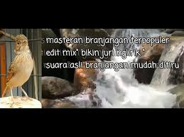 Kicauan burung branjangan memang memiliki suara yang khas, selain itu, gaya yang khas yang dapat di keluarkan oleh burung branjangan adalah gaya hovering, dimana istilah hovering tersebut di ambil dari bahasa inggris yakni melayang. Masteran Branjangan Ngerol Nembak Spesial Mix Jangan Lupa Subscribe For More Videos Youtube
