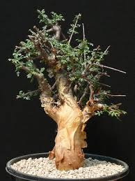 Image result for Commiphora caerulea