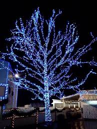 Wrapping Christmas Trees With Blue And White Lights Outdoor Christmas Lights Blue Christmas Lights Outdoor Christmas