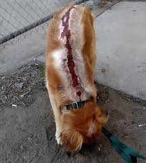 We started with our oldest golden retriever tina who has serbian, netherlands, and swedish lines, and completed her bulgarian national championship. Golden Retriever Makes Astounding Recovery After Being Tortured And Set On Fire