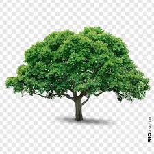 Big Green Natural Tree Png Drive In 2021 Big Green Tree Green