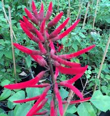 Image result for Erythrina falcata