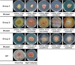 Image result for Fuirena abnormalis