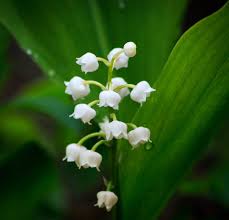 Le premier mai est également le jour du muguet, sans qu'il y ait de lien direct entre la fête des clochettes printanières et la journée des revendications ouvrières. Le 1er Mai Et Le Muguet Porte Bonheur Baby Note