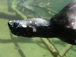 In quantum mechanics, the hamiltonian of a system is an operator corresponding to the total energy of that system, including both kinetic energy and potential energy. Black Pond Turtle Wikipedia