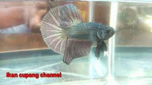 Jenis ikan cupang ini cukup unik, pada bagian tubuhnya terdiri dari campuran warna hitam dan biru, sehingga terlihat unik karena cukup berbeda dari lainnya. View Ikan Cupang Avatar Mutasi Background
