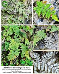 Image result for Pteridaceae