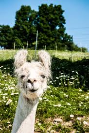 Wake Up In The Morning Feeling Like P Diddy Gif The Potato Chip Of Pets Cute Animals Animals Pets