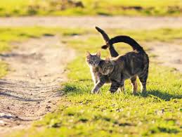 How Many Times A Year Do Cats Go Into Heat Guide Purr Craze