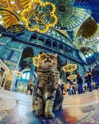 Gli The Cat Of Felinos Animais