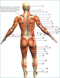 When you are taking anatomy and physiology you will be required to identify major muscles in the human body. Labeling The Posterior Body Diagram Quizlet