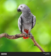 The designation of gray of gabon therefore refers to its country of origin, but also to the characteristic colorof its plumage. gray appears in various shades depending on the areas of the body. the color is much darker, even black, at the beak and the tips of the wings. it is lighter, tending to white, on the face and abdomen. the inside of the tail contrasts with everything else, since it is red. African Grey Parrot Image Photo Free Trial Bigstock