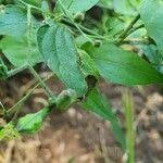 Image result for Justicia scandens