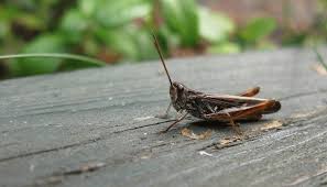 These palps allow the grasshopper. A Brain Chemical Changes Locusts From Harmless Grasshoppers To Swarming Pests University Of Cambridge