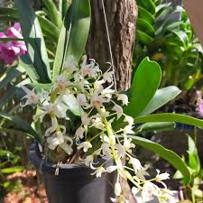 Jom kenali jenis bunga orkid. Orkid Hutan Eria Live Plant Shopee Malaysia