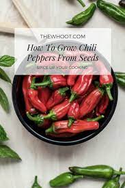 How To Grow Chili Peppers From Seeds In Containers The Whoot Stuffed Peppers Chili Pepper Plant Chilli Seeds