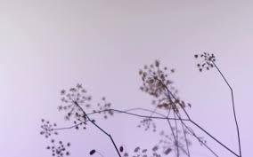A dip into the pastel nuance. Dornbracht Inspiration For Luxury Bathroom Design