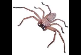 Huntsman Spider