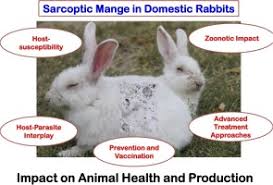 Image result for scabies rabbits ears