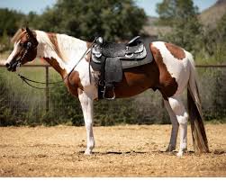 Please delete if not allowed! I am purchasing my first ever Stallion and  although i won't be standing him for a few years I would like some insight 