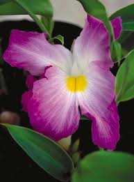 Image result for Acrotome thorncroftii