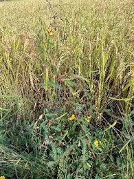 Image result for Aeschynomene pfundii
