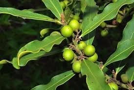 Image result for Euclea natalensis