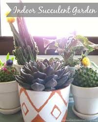 You could have a hanging cactus garden, one in one large container, one in many different containers, or even one in a when moving your cactus garden, always keep an eye on it after its move to make sure it's still getting enough sunlight. Indoor Succulent Garden Diy Simple Acres Blog