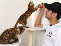 Let us search for you! Bengal Cat Rescue Bengal Kittens For Cats And Kitten For Sale Near Me Facebook