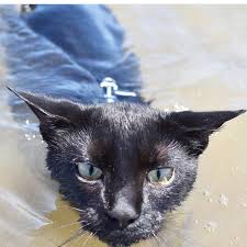 I am only stopping her from exiting the pool so that she can build her swimming skills. Pin By Debi Barnhart Stottlemyer On Cats Swimming Cats Feline Animals