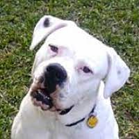 Opening your home as a foster family is truly one of the greatest gifts you can give to a rescued snortie, and it's the backbone of our organization! American Bulldog Rescue Adoptions