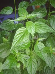 Check spelling or type a new query. Daun Cincau Agroklinik