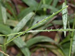 Image result for Paspalum conjugatum