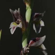Image result for Gladiolus ecklonii