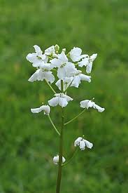 Image result for Cardamine maxima