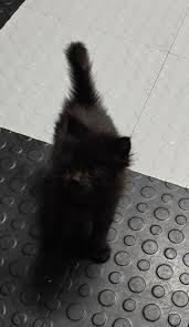 Some very black kittens. They are very cool, little black panthers 🥰