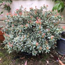 Pieris japonica little health are handsome looking, compact and dense evergreen plant, with beautiful foliage that changes colours as season pass. Pieris Japonica Little Heath Pieris Little Heath Uploaded By Leogrows