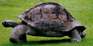 Resultado de imagen de significado de la tortuga