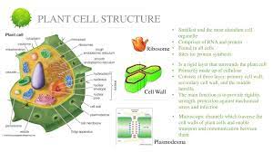 We did not find results for: Plant Cell By Ikwan Wahyudi Ppt Download
