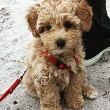 Bailey -our 9 Weeks Old Pooton Pup Cute Baby Dogs Mini Goldendoodle Puppies