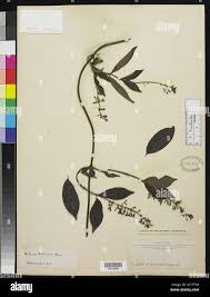 Image result for Bertiera